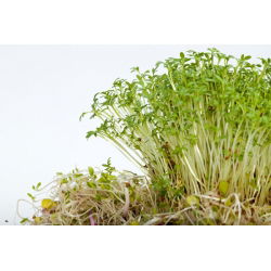 Semena krompirja (kaše) - 4500 semen - Lepidium sativum