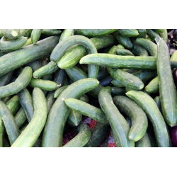 Seme kumare kitajski slangen - Cucumis sativus - 175 semen - semena