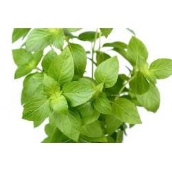 Hạt chanh Basil - Ocimum basilicum citriodora - 325 hạt - Ocimum citriodorum