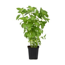 Hạt chanh Basil - Ocimum basilicum citriodora - 325 hạt - Ocimum citriodorum