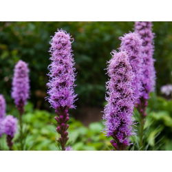 Gayfeather - Pink - Liatris spicata - Majestic Violet Spires - Fresh Seeds