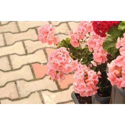 Geranie, Pelargonie  Salmon - Pelargonium x Garten - 10 Samen