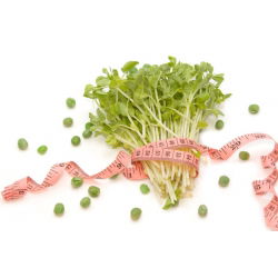 Ituja - siemeniä - Herne - Pisum sativum - siemenet