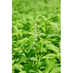 Hạt chanh Basil - Ocimum basilicum citriodora - 325 hạt - Ocimum citriodorum