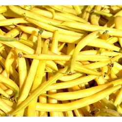 Hạt lùn Golden Saxa của Pháp - Phaseolus Vulgaris - 160 hạt - Phaseolus vulgaris L.