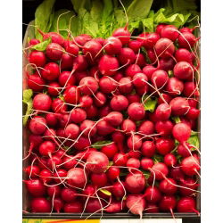 Seme Carmine Redish - Raphanus sativus - 850 semen - Raphanus sativus L. - semena