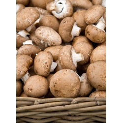 Kétspórás csiperke - 3l - Agaricus bisporus