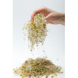 Ituja - siemeniä - Sinimailanen - Medicago sativa - siemenet