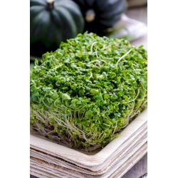 Parsakaali ituja - Brassica oleracea - siemenet