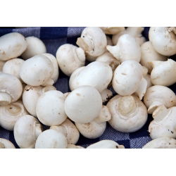 Cendawan padang putih untuk penanaman rumah dan taman - 3 l - Agaricus bisporus
