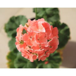 Geranie, Pelargonie  Salmon - Pelargonium x Garten - 10 Samen