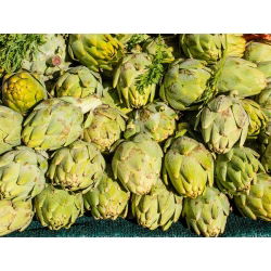 Artišokk - Green Globe - 23 seemned - Cynara scolymus