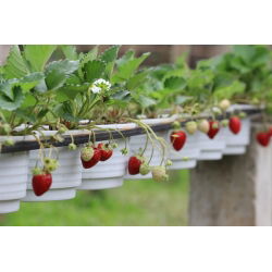 Jordgubbe - Temptation - 60 frön - Fragaria ×ananassa