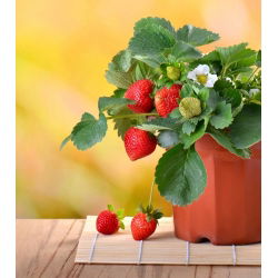 Jordgubbe - Temptation - 60 frön - Fragaria ×ananassa