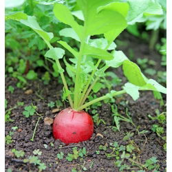 Seme Carmine Redish - Raphanus sativus - 850 semen - Raphanus sativus L. - semena