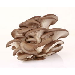 Almindelig østershat - 1 kg - Pleurotus ostreatus