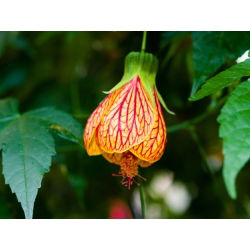 Blomstrende lønnfrø - Abutilon hybridum - 78 frø - Abutilon x hybridum