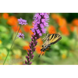 Gayfeather - Pink - Liatris spicata - Majestic Violet Spires - Fresh Seeds