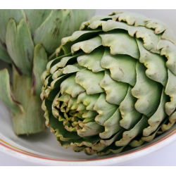 Artišokk - Green Globe - 23 seemned - Cynara scolymus