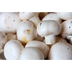 Cendawan padang putih untuk penanaman rumah dan taman - 3 l - Agaricus bisporus