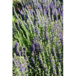 Hisopo - Hyssopus officinalis - Hierba versátil, sabrosa y curativa - Semillas frescas