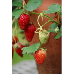Jordgubbe - Temptation - 60 frön - Fragaria ×ananassa