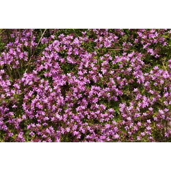 Leo Thyme, hạt húng tây Breckland - Thymus serpyllum - 750 hạt