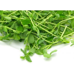Ituja - siemeniä - Herne - Pisum sativum - siemenet