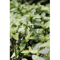 Hạt húng quế - Ocimum basilicum - 325 hạt