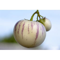 Melon Pear, semințe de Pepino - Solanum muricatum - 11 semințe