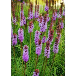 Gayfeather - Pink - Liatris spicata - Majestic Violet Spires - Fresh Seeds