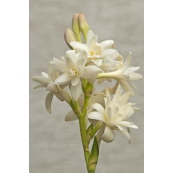 Polianthes tuberosa - pakend 2 tk