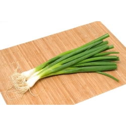 Cipolla d'inverno - Long White Ishikura - verde - 675 semi - Allium fistulosum