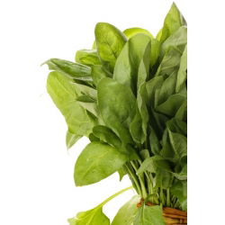 Špinat Giant Zimska semena - Spinacia oleracea - 800 semen - Spinacia oleracea L.