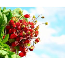 Smultron - Baron von Solemacher - Fragaria vesca - Söt bärskörd, perfekt året runt - Färska frön