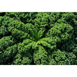 Hạt cải xoăn - Brassica oleracea - 300 hạt - Brassica oleracea L. var. sabellica L.