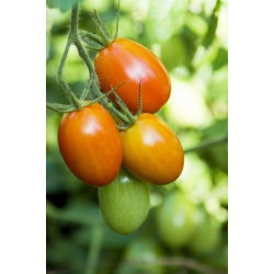 Tomato Kmicic seeds - Lycopersicon esculentum - 500 seeds