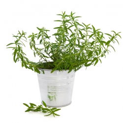 Hisopo - Hyssopus officinalis - Hierba versátil, sabrosa y curativa - Semillas frescas