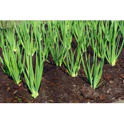 Cipolla d'inverno - Long White Ishikura - verde - 675 semi - Allium fistulosum