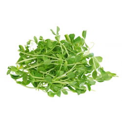Ituja - siemeniä - Herne - Pisum sativum - siemenet