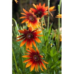 Pinewoods Coneflower blandede frø - Rudbeckia bicolor - 1500 frø - Rudbeckia hirta.