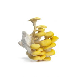 Pleurotus citrinopileatus