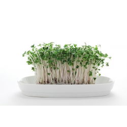 Parsakaali ituja - Brassica oleracea - siemenet