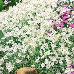 Suvel seemned - Cerastium biebersteinii - 250 seemnet