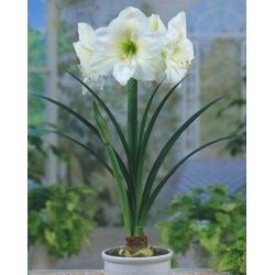Hippeastrum Mont Blanc - ampul / yumru / kök