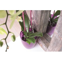 Oală rotundă cu flori de orhidee - Coubi DUOW - 13 cm - Violet - 
