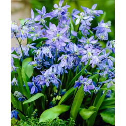 Scilla, Squill Siberica - 10 květinové cibule - Scilla siberica