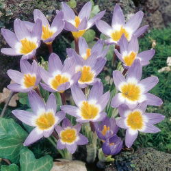 Crocus Tricolor - pakend 10 tk