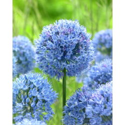Allium caeruleum - pacchetto di 5 pezzi