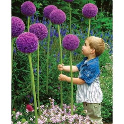 Allium giganteum - XXL